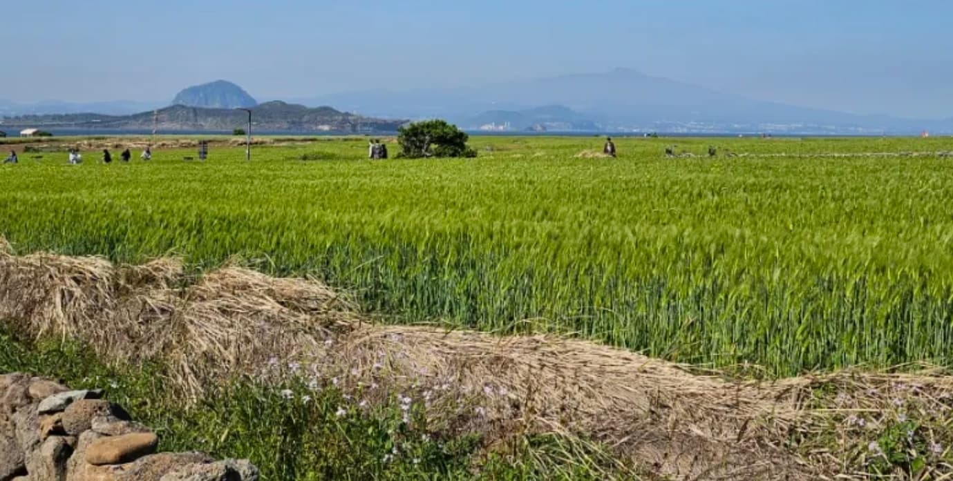 가파도 청보리축제, 제주 방문 필수 코스로 자리잡다